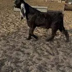 تيس فحل عارضي تم البييع