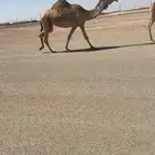 لقحه كفو