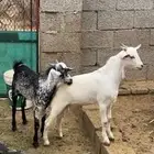 جفرين ذكران