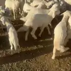 غنم ولد الغدد 35 تحتها 35 مشروطه وريم أسنان