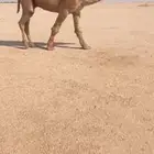 للبيع القعود الاشعل باتلي