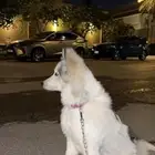 كلب نطيف بيع مستعجل رقم   966 59 333 3505