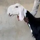 خروف نجدي خصم