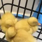 للبيع صوص البط
