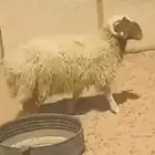 خروف نعيمي جبر ذبيحة الخرج