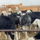 رخال نجد ولد