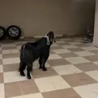 تيس البيع مستجل