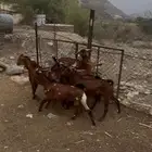 سبع تيوس عارضيه واحد ثني وسته جذعان