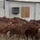 رخال حمري فواخر دفيع قرايب