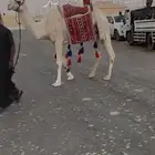 لبيع رحول وضحى مبيوع ولدها