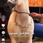 مطلوب حلاقة خيل