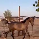 مهره للبيع