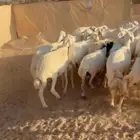 33من الضان كفو وطيبه