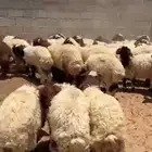 هرفي ضحايا للبيع