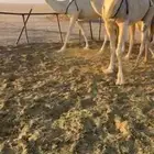 ابل للبيع