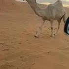 البعير الكفو العلياني