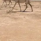 لقحه كفو ثنيه