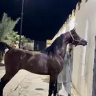 فحل مربط واهو ابن الادهم نيروز العنايه