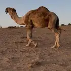 بعير منتج