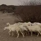 جنوب مكه