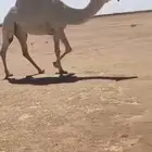 البل