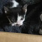 قطة صغيره للتبني العاجل