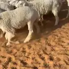 للبيع بهم حري صافي