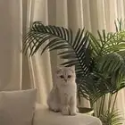 قطة سكوتش مميزة