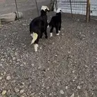 ارخ نجادة فاخرة واحدة عمرها 7شهور ووحدة عمرها 4شهور نظيف