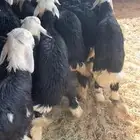 طليان ذبايح جبره