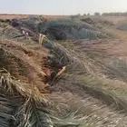 جريد نخل سعف