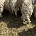 طليان نعيم العدد10.