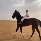 حصان للبيع