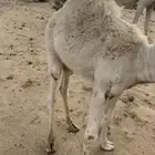 قعودين للبيع