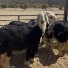 ذبايح نجدي فل نظاف