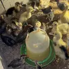صيصان بط بكيني ودجاج