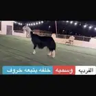 عرض شاه فرديه تحتها خروف
