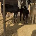 معزا ثنوات ورباعيات