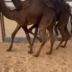 قعود وبكره للبيع كفو التواصل اتصال
