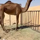 صفرا دبيانيه