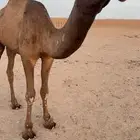 قعود كفو باتلي