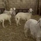 طليان جذعان جبره