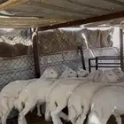 خرفان انتاج الغنم من مراحي فل شحم ولحم