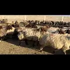 غنم نعيم دفيع