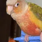Conure approximately one and a half years old