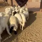 غنم