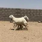 رخال حريات جذعات صنف