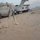 ناقه عشرا وضحى