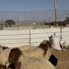 ذبايح هرافا تعيمي الخرج