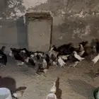 دجاج بلدي وبينه فرنسي